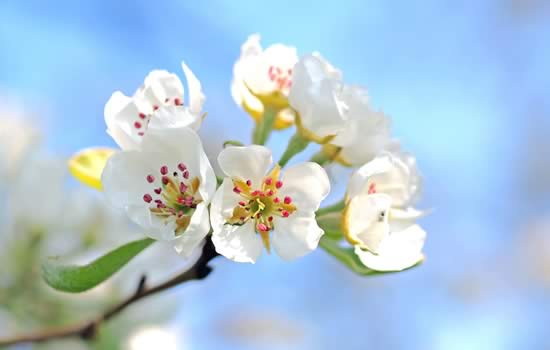 Fiore per lapide cimitero